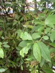 Magnoliopsida