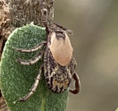 Rhipicephalus pulchellus