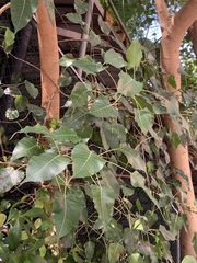 Ficus religiosa
