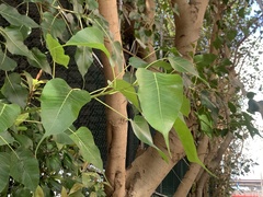 Ficus religiosa