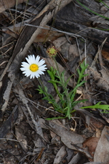 Brachyscome diversifolia