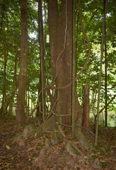 Dysoxylum gaudichaudianum