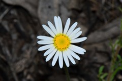 Brachyscome diversifolia