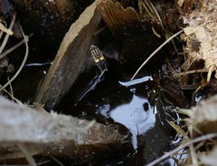 Helophilus antipodus