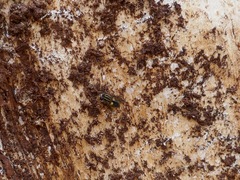 Helophilus antipodus