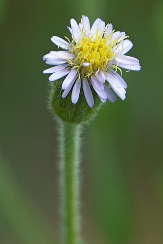 Image of Vittadinia cuneata by (c) Max Campbell, some rights reserved (CC BY)