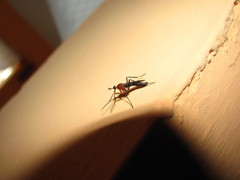 Henicomyia
