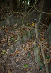 Dysoxylum gaudichaudianum