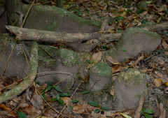 Dysoxylum gaudichaudianum