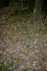 Dysoxylum gaudichaudianum