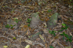 Dysoxylum gaudichaudianum