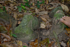 Dysoxylum gaudichaudianum