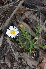 Brachyscome diversifolia