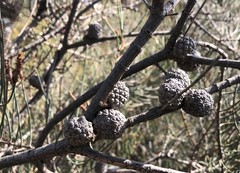 Allocasuarina mackliniana
