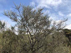Allocasuarina mackliniana
