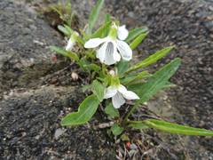 Viola patrinii