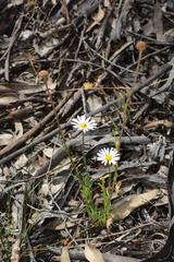 Brachyscome diversifolia