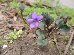 Viola grypoceras