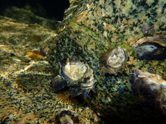 Saccostrea glomerata