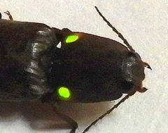 Vesperelater arizonicus