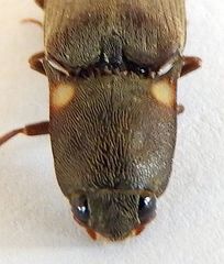 Vesperelater arizonicus