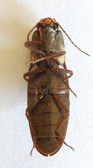 Vesperelater arizonicus