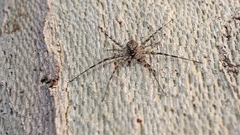 Hersiliidae