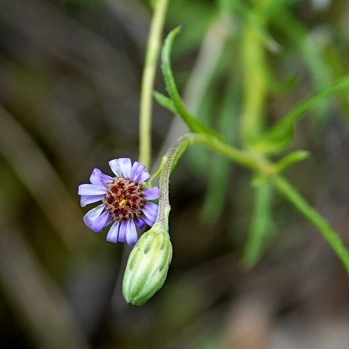 Image of Vittadinia muelleri by (c) Max Campbell, some rights reserved (CC BY)