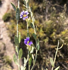 Dampiera lanceolata