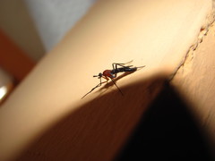 Henicomyia