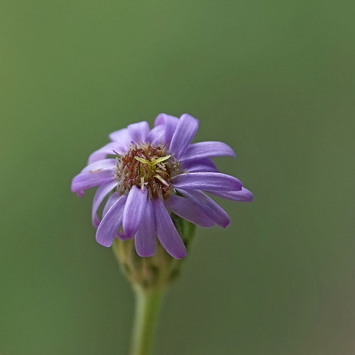 Image of Vittadinia muelleri by (c) Max Campbell, some rights reserved (CC BY)