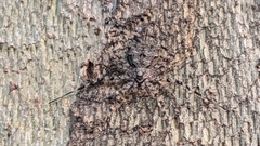 Tamopsis