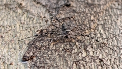 Tamopsis