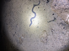 Gymnothorax undulatus