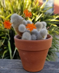 Rebutia