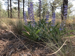 Lupinus diffusus