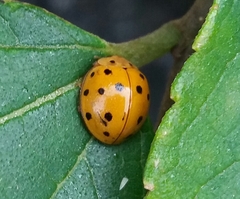 Harmonia sedecimnotata