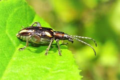 Mecynodera