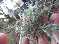 Tremella tuckerae