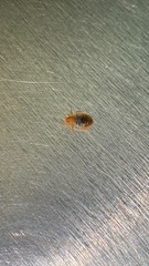 Cimex lectularius