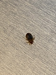 Cimex lectularius