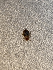 Cimex lectularius