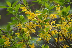 Forsythia suspensa