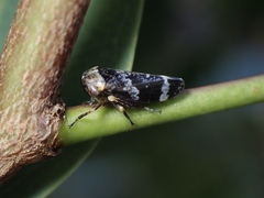 Eurymeloides punctata