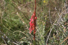 Watsonia fourcadei