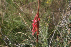 Watsonia fourcadei