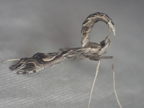 Eggplant Leafroller Moth photo 3