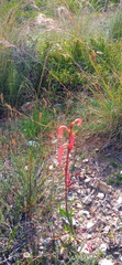 Watsonia fourcadei