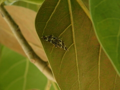 Chabula acamasalis