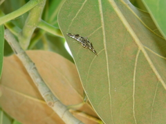 Chabula acamasalis